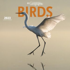 Canadian Geographic Birds | 2023 12 x 24 Inch Monthly Square Wall Calendar | Wyman Publishing | Wildlife Ornithology Nature