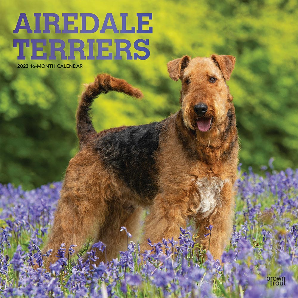 Airedale Terriers | 2023 12 x 24 Inch Monthly Square Wall Calendar | Foil Stamped Cover | BrownTrout | Animal Dog Breeds DogDays