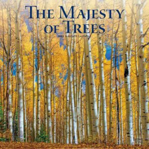 The Majesty of Trees | 2023 12 x 24 Inch Monthly Square Wall Calendar | BrownTrout | Nature Forests