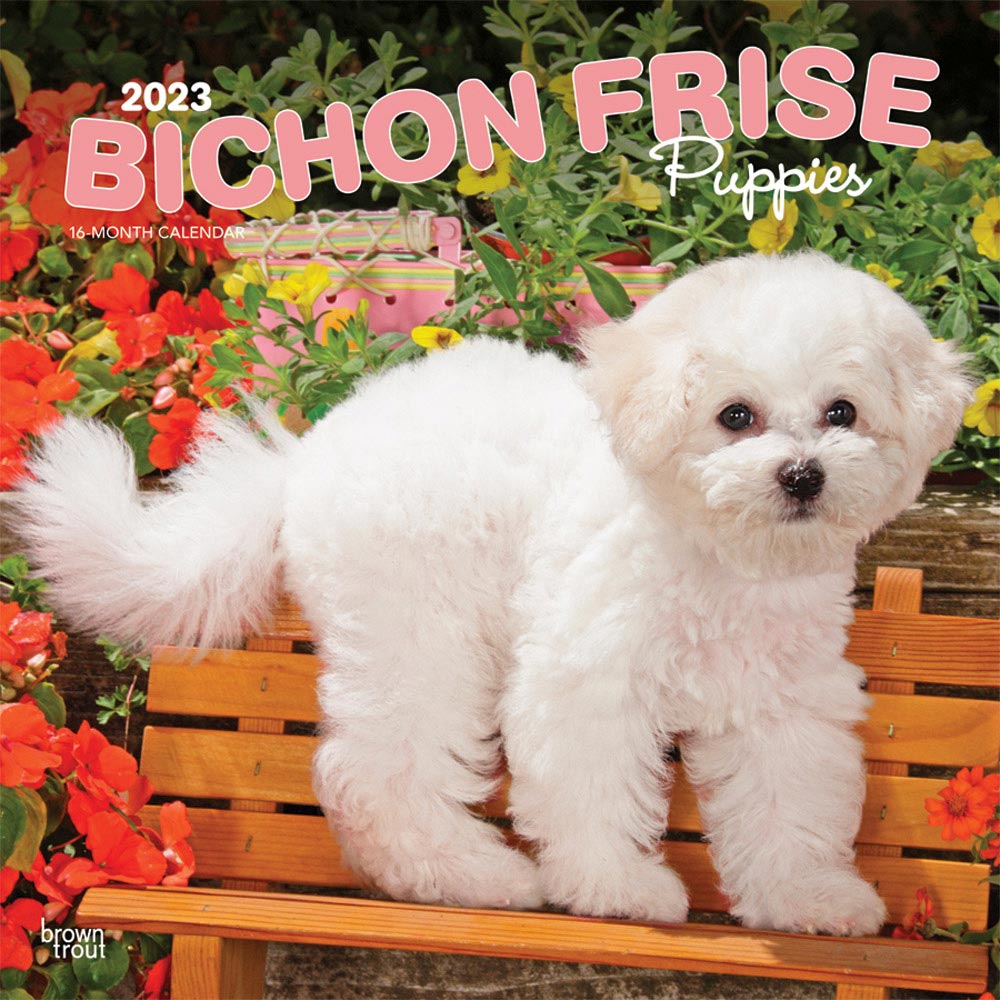 Bichon Frise Puppies | 2023 12 x 24 Inch Monthly Square Wall Calendar | BrownTrout | Animals Dog Breeds Puppy DogDays