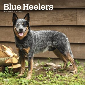 Blue Heelers | 2023 12 x 24 Inch Monthly Square Wall Calendar | BrownTrout | Animals Dog Breeds DogDays