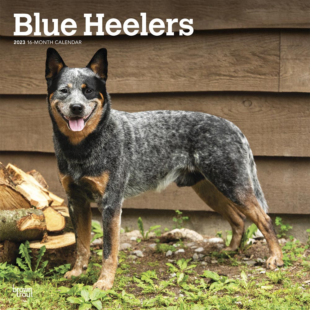 Blue Heelers 2023 Square Wall Calendar BrownTrout