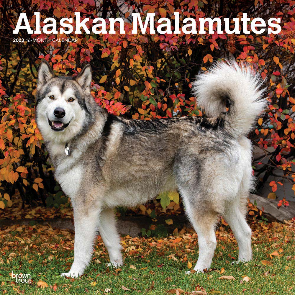 Alaskan Malamutes | 2023 12 x 24 Inch Monthly Square Wall Calendar | BrownTrout | Animals Dog Breeds DogDay