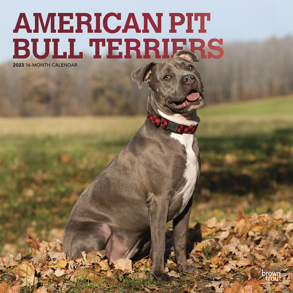 American Pit Bull Terriers 2023 Square Wall Calendar BrownTrout