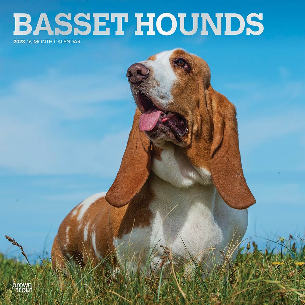 Basset Hounds | 2023 12 x 24 Inch Monthly Square Wall Calendar | Foil Stamped Cover | BrownTrout | Animals Dog Breeds DogDays
