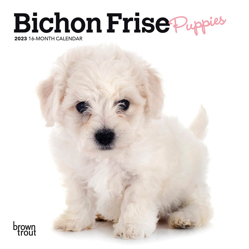 Bichon Frise Puppies | 2023 7 x 14 Inch Monthly Mini Wall Calendar | BrownTrout | Animals Dog Breeds Puppy DogDays