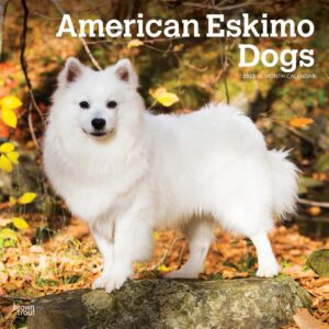 American Eskimo Dogs | 2023 12 x 24 Inch Monthly Square Wall Calendar | BrownTrout | Animals Dog Breeds DogDays