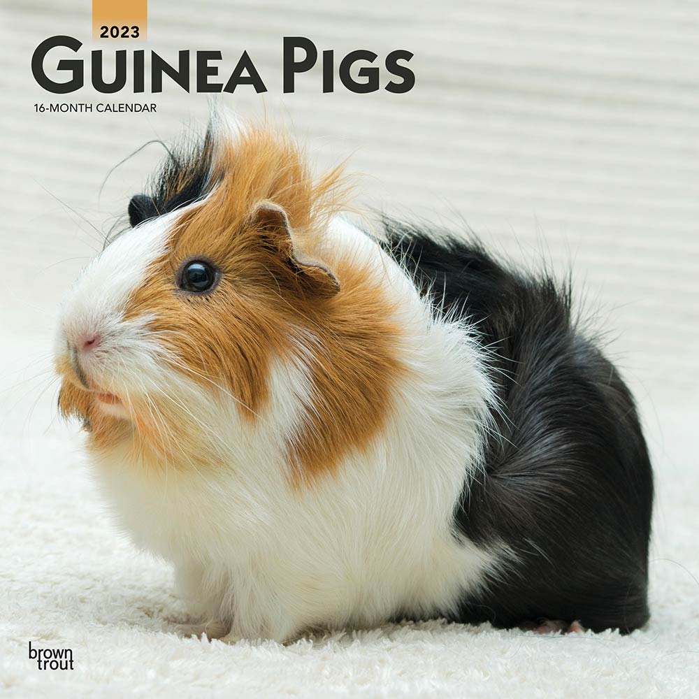 Guinea Pigs | 2023 12 x 24 Inch Monthly Square Wall Calendar | BrownTrout | Domestic Animals Small Pets