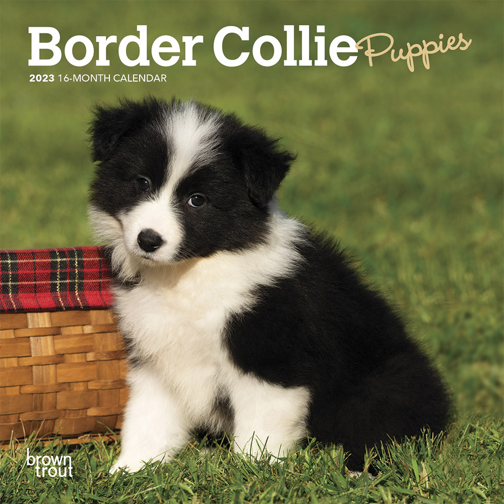 Border Collie Puppies | 2023 7 x 14 Inch Monthly Mini Wall Calendar | BrownTrout | Animals Dog Breeds Puppy DogDays