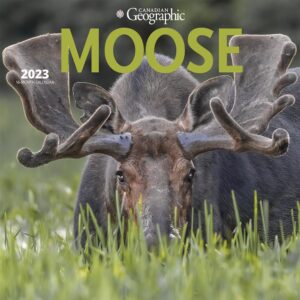 Canadian Geographic Moose | 2023 12 x 24 Inch Monthly Square Wall Calendar | Wyman Publishing | Elk Deer Wildlife