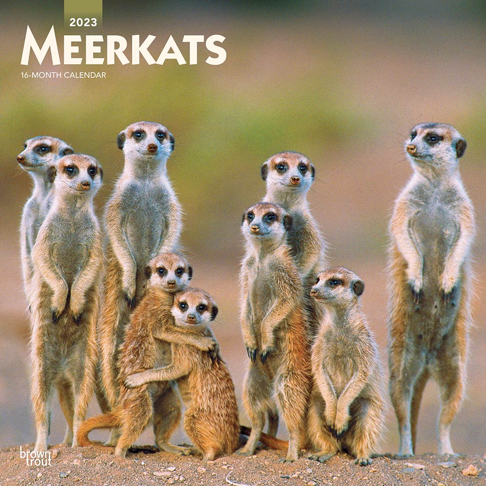 Meerkats | 2023 12 x 24 Inch Monthly Square Wall Calendar | BrownTrout | Wildlife Animals