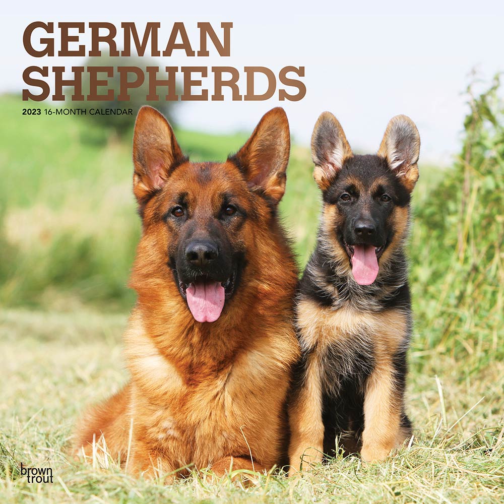german-shepherds-2023-square-wall-calendar-foil-stamped-cover