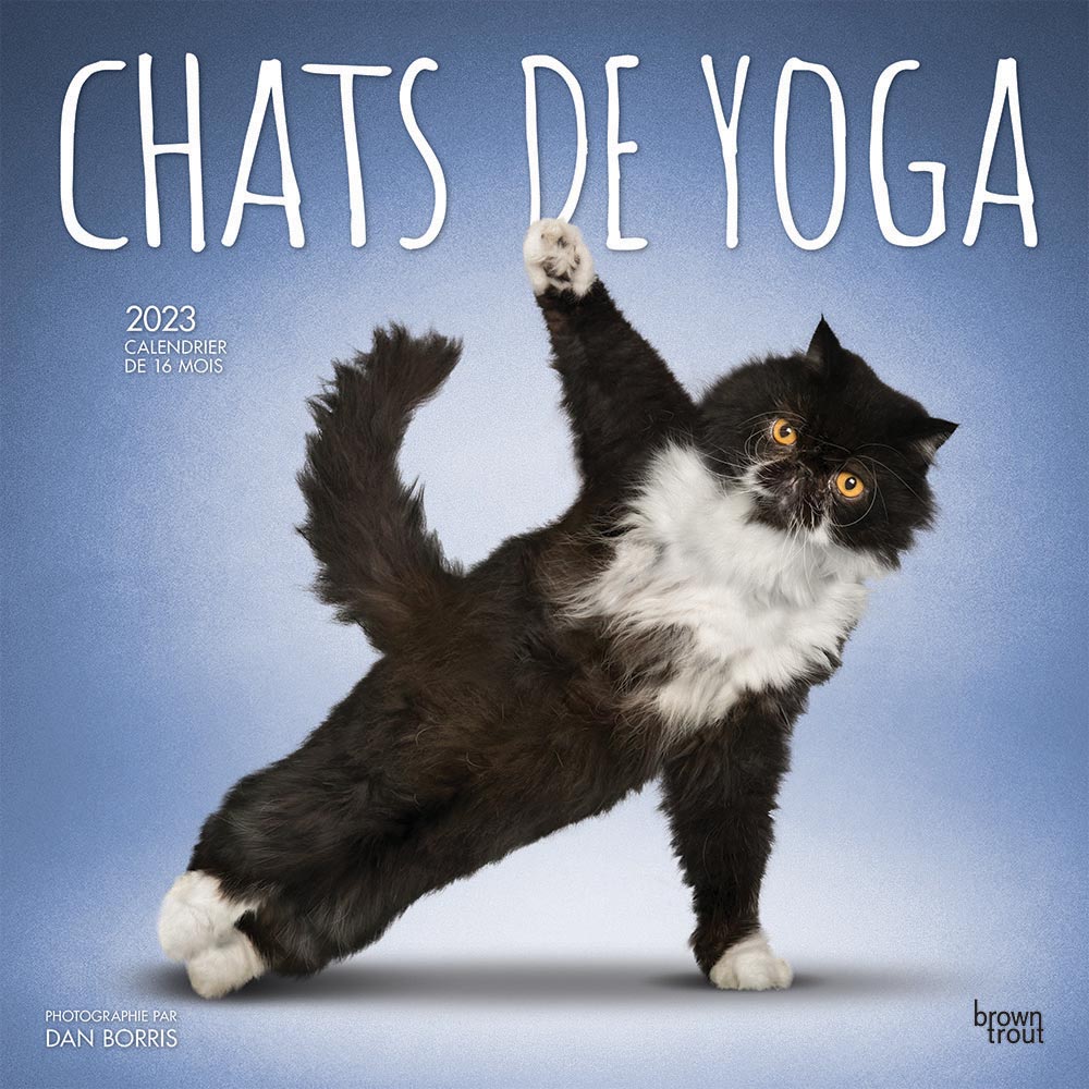 Chats de Yoga OFFICIEL | 2023 12 x 24 Inch Monthly Square Wall Calendar | French Language | BrownTrout | Animals Humor Pets