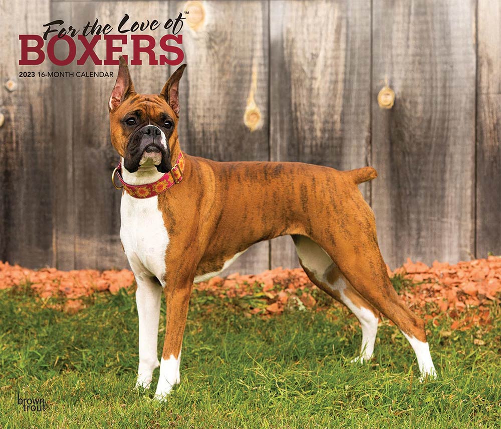 For the Love of Boxers | 2023 14 x 24 Inch Monthly Deluxe Wall Calendar | Foil Stamped Cover | BrownTrout | Animal Dog Breeds DogDays