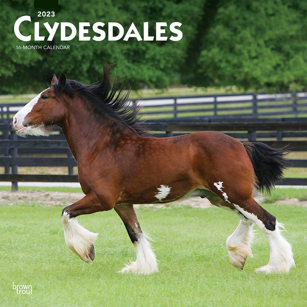 Clydesdales | 2023 12 x 24 Inch Monthly Square Wall Calendar | BrownTrout | Animals Horses