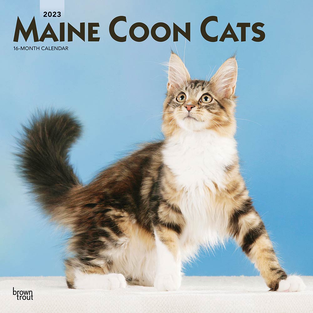 Maine Coon Cats | 2023 12 x 24 Inch Monthly Square Wall Calendar | BrownTrout | Animals Feline Kittens