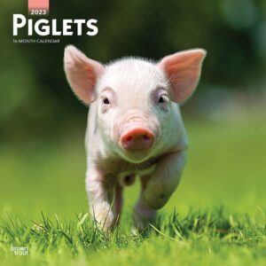 Piglets | 2023 12 x 24 Inch Monthly Square Wall Calendar | BrownTrout | Domestic Pet Baby Farm Animals