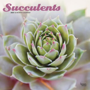 Succulents | 2023 12 x 24 Inch Monthly Square Wall Calendar | BrownTrout | Plant Garden Agriculture