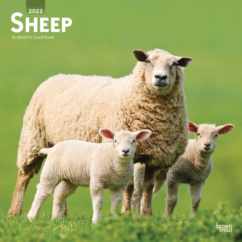 Sheep | 2023 12 x 24 Inch Monthly Square Wall Calendar | BrownTrout | Wildlife Domestic Farm Animals