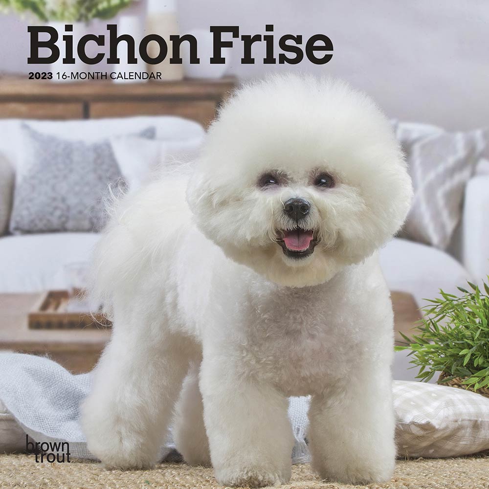images of bichon        <h3 class=