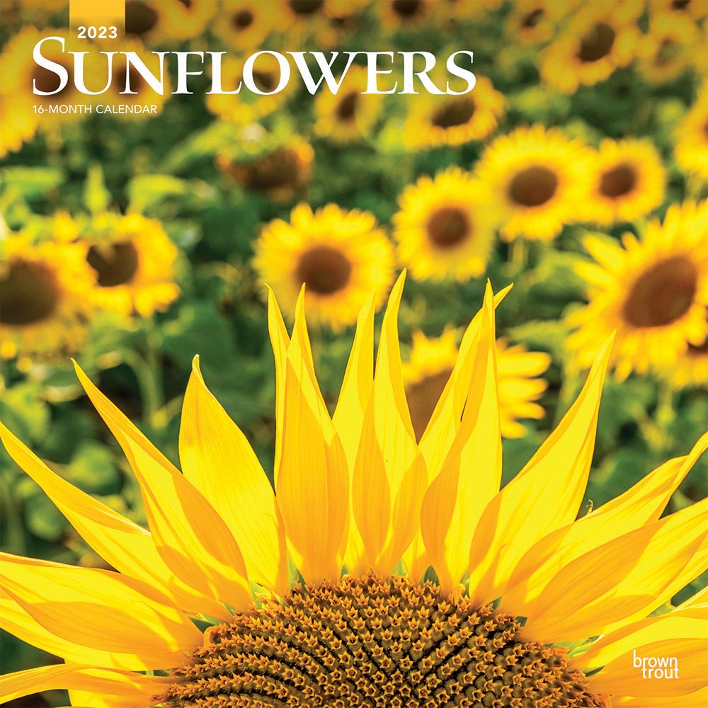 Sunflowers | 2023 12 x 24 Inch Monthly Square Wall Calendar | BrownTrout | Flower Floral Plant Outdoor Nature