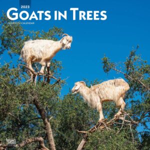 Goats in Trees | 2023 12 x 24 Inch Monthly Square Wall Calendar | BrownTrout | Domestic Funny Farm Animals