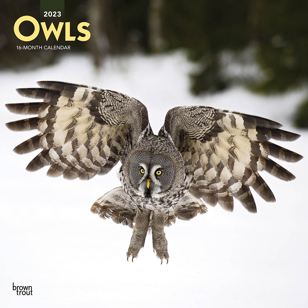 Owls | 2023 12 x 24 Inch Monthly Square Wall Calendar | BrownTrout | Wildlife Animals Birds
