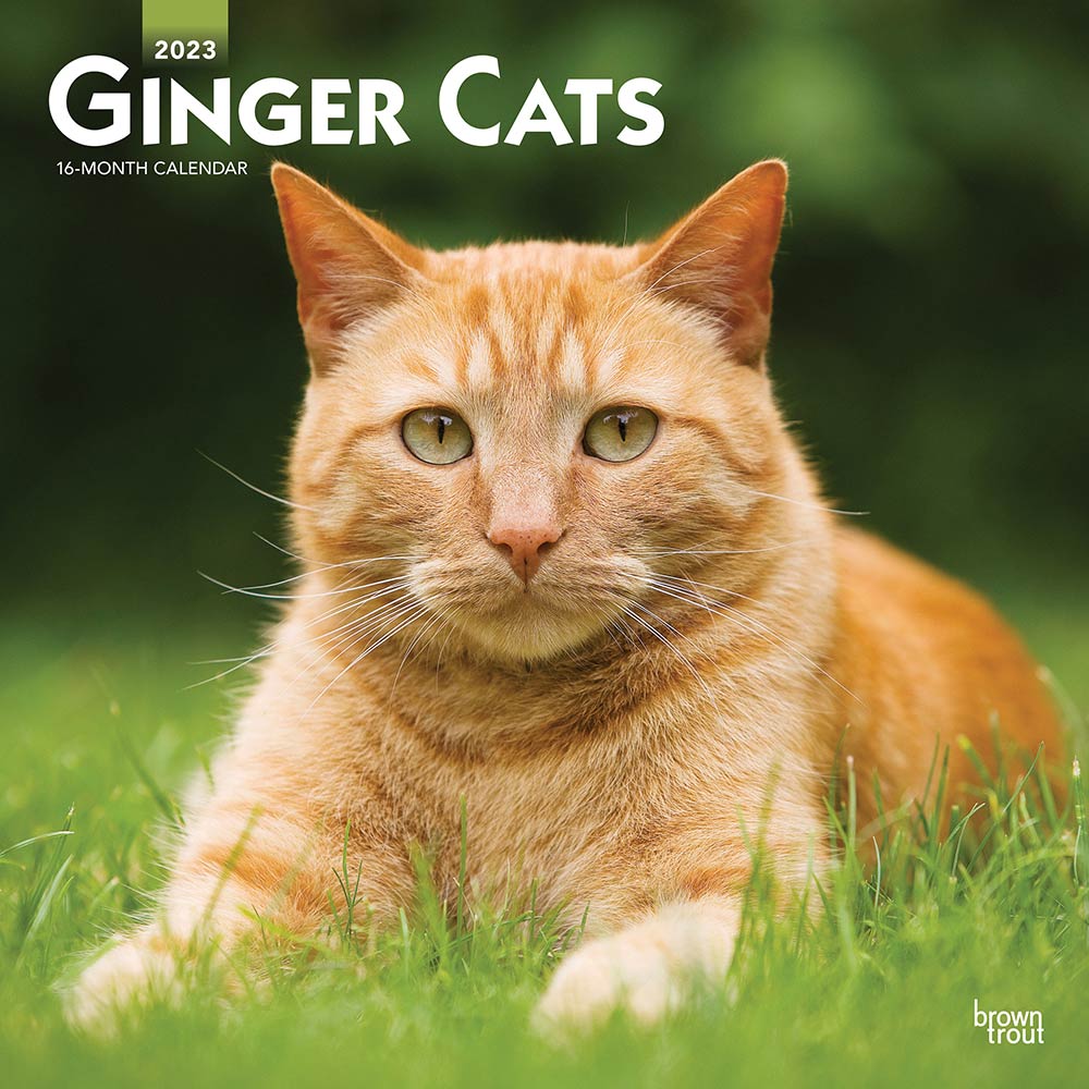 Ginger Cats | 2023 Square Wall Calendar – Browntrout