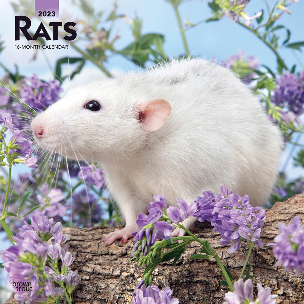 Rats | 2023 12 x 24 Inch Monthly Square Wall Calendar | BrownTrout | Domestic Animals Mouse