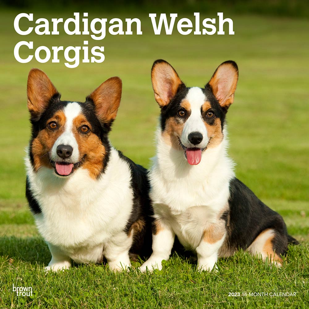 Cardigan Welsh Corgis | 2023 12 x 24 Inch Monthly Square Wall Calendar | BrownTrout | Animals Dog Breeds DogDays