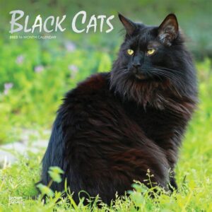 Black Cats | 2023 12 x 24 Inch Monthly Square Wall Calendar | Foil Stamped Cover | BrownTrout | Animals Kittens Feline