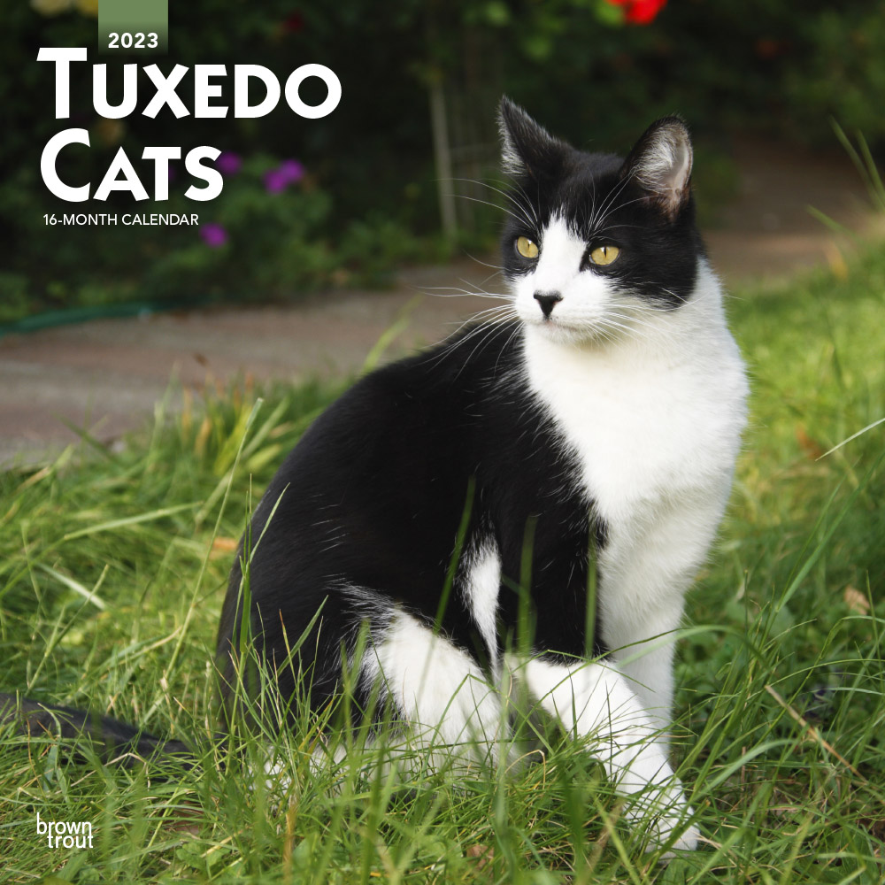 Tuxedo Cats | 2023 12 x 24 Inch Monthly Square Wall Calendar | BrownTrout | Animals Kittens Feline