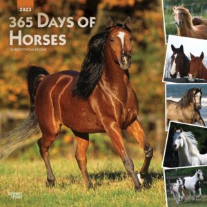 365 Days of Horses | 2023 12 x 24 Inch Monthly Square Wall Calendar | Foil Stamped Cover | BrownTrout | Animals Equestrian