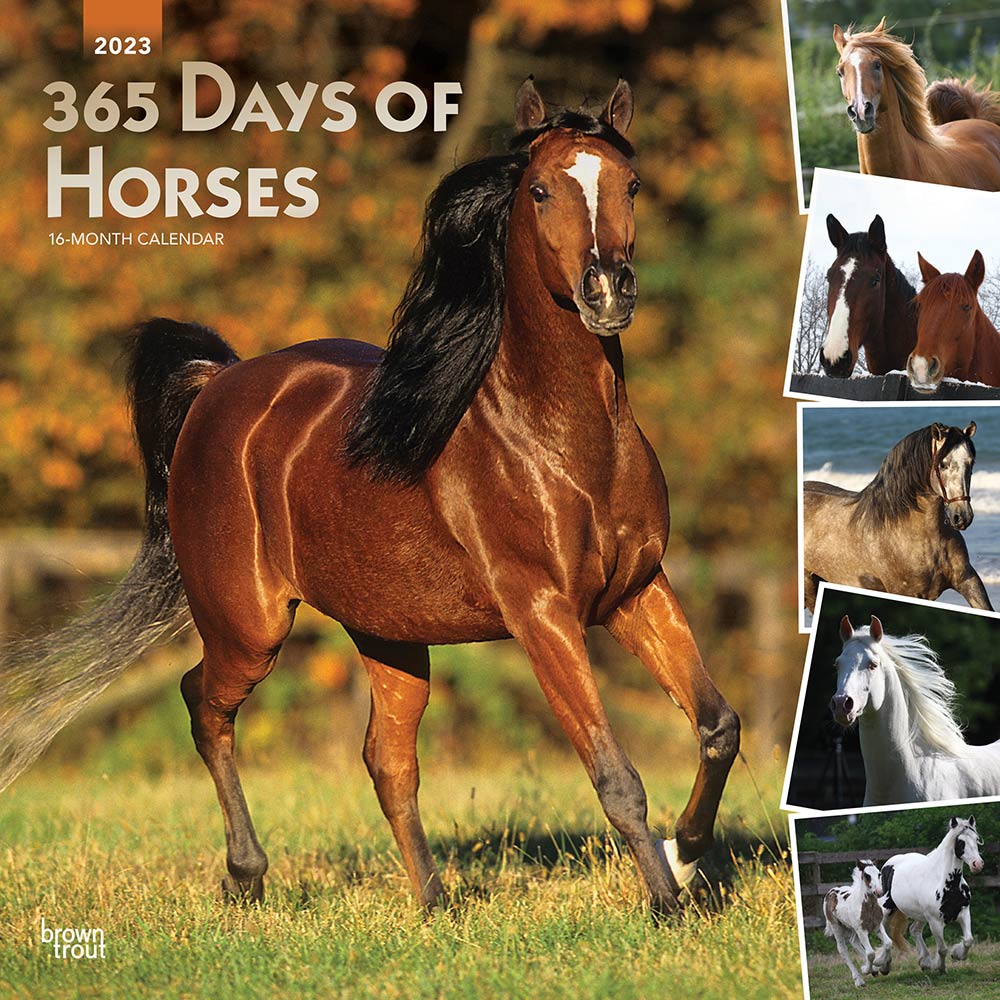 365 Days of Horses | 2023 12 x 24 Inch Monthly Square Wall Calendar | Foil Stamped Cover | BrownTrout | Animals Equestrian