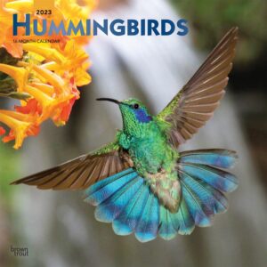 Hummingbirds | 2023 12 x 24 Inch Monthly Square Wall Calendar | Foil Stamped Cover | BrownTrout | Animals Wildlife