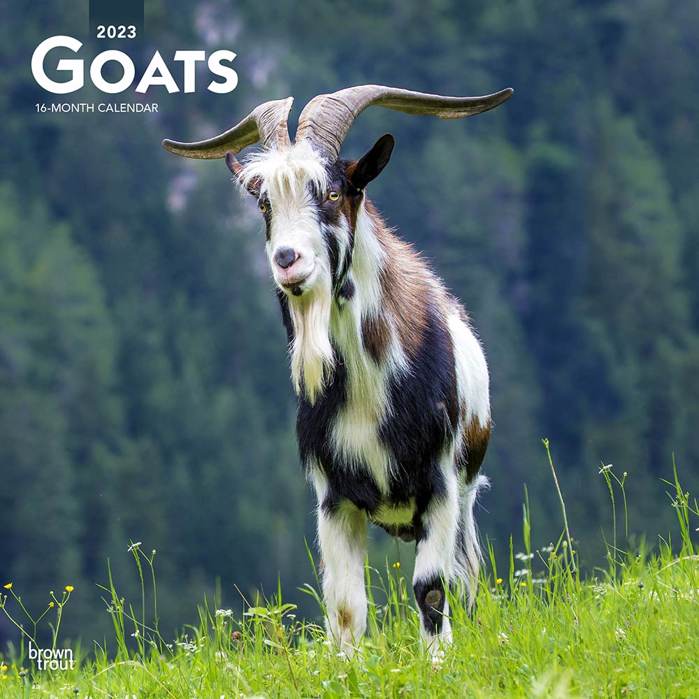 Goats | 2023 12 x 24 Inch Monthly Square Wall Calendar | BrownTrout | Domestic Farm Animals