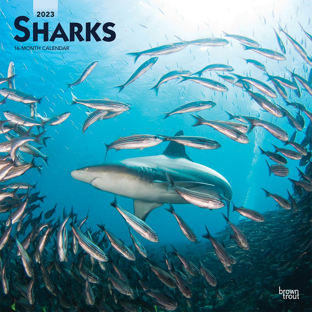 Sharks | 2023 12 x 24 Inch Monthly Square Wall Calendar | BrownTrout | Wildlife Marine Animals Fish