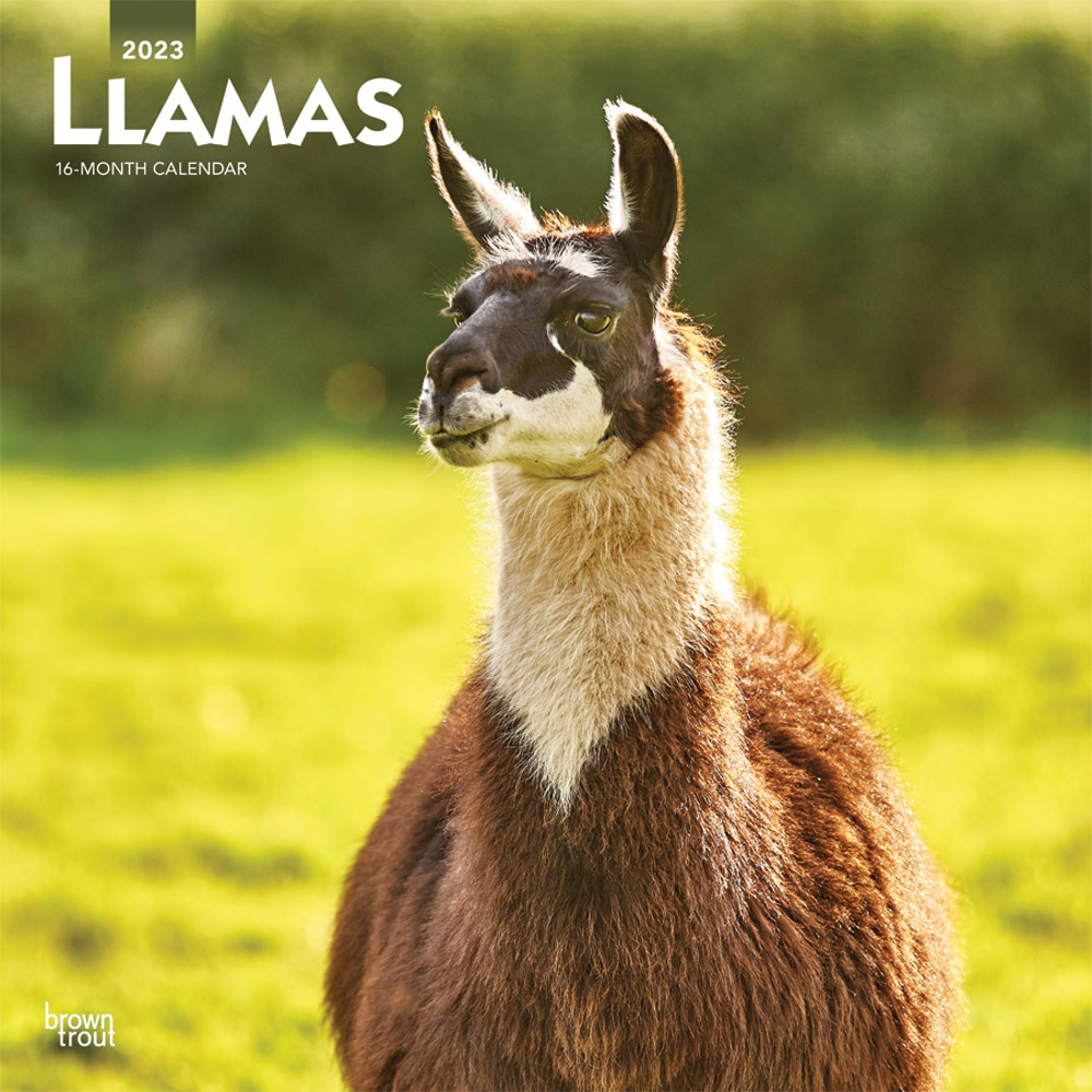 Llamas | 2023 12 x 24 Inch Monthly Square Wall Calendar | BrownTrout | Domestic Animals