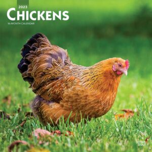 Chickens | 2023 12 x 24 Inch Monthly Square Wall Calendar | BrownTrout | Domestic Farm Animals