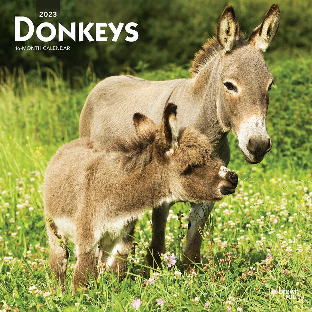 Donkeys | 2023 12 x 24 Inch Monthly Square Wall Calendar | BrownTrout | Domestic Animals