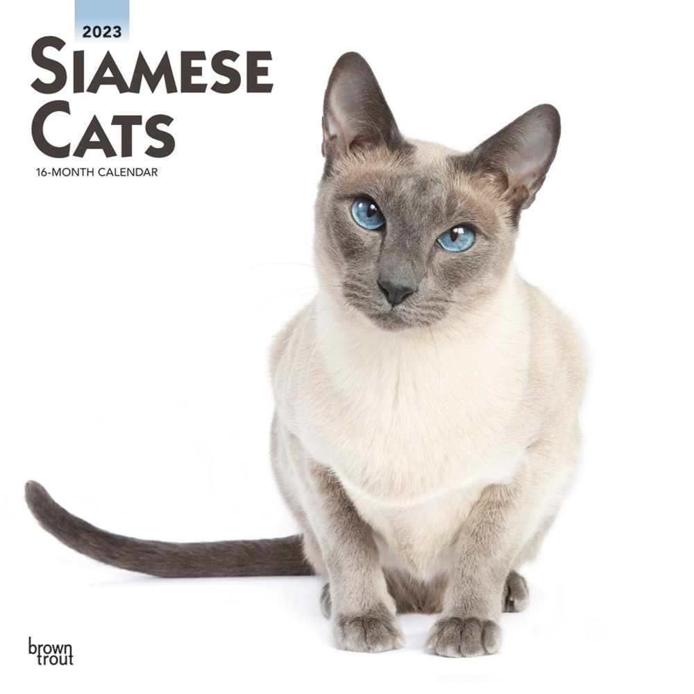 Siamese Cats | 2023 12 x 24 Inch Monthly Square Wall Calendar | BrownTrout | Animals Kittens Feline
