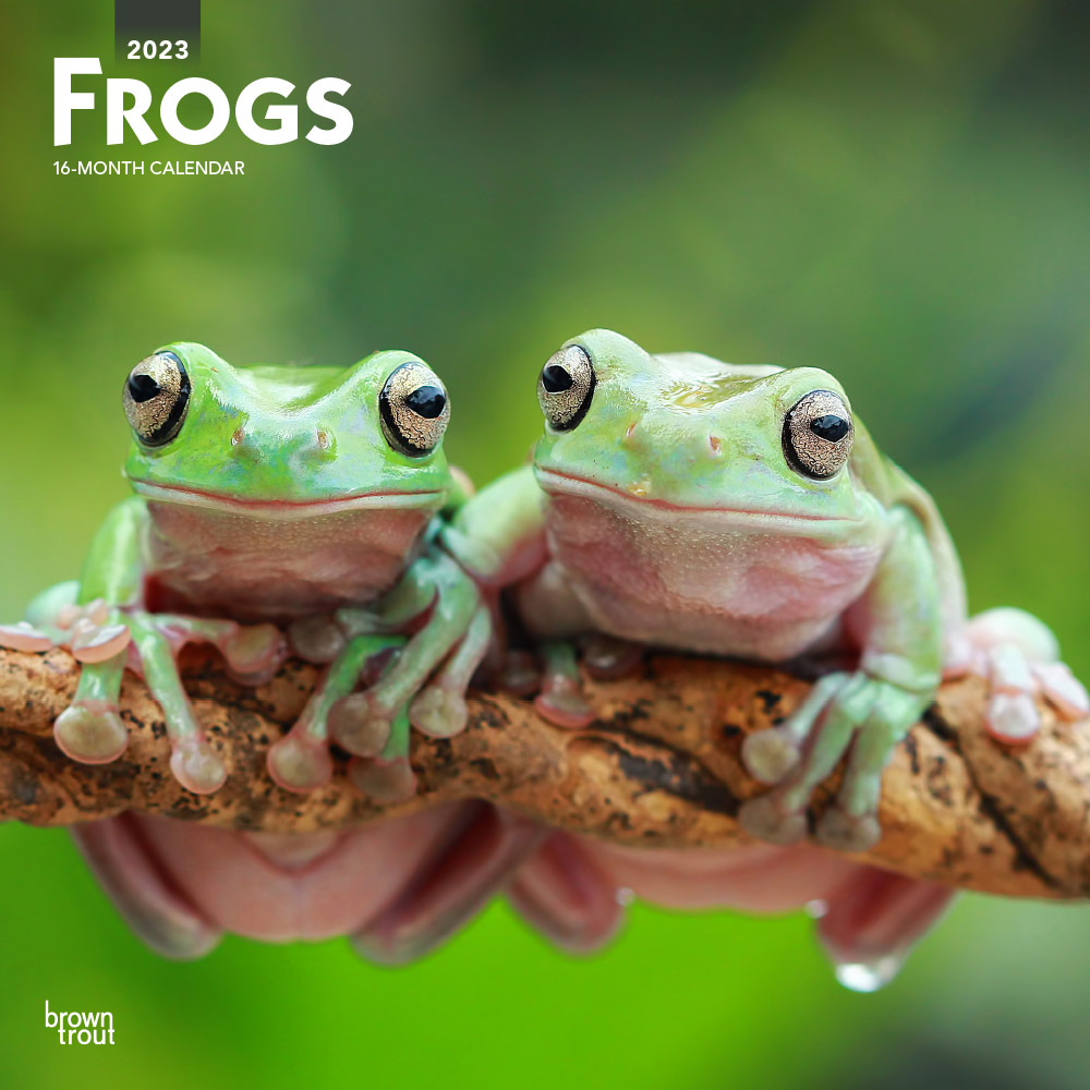 Frogs | 2023 12 x 24 Inch Monthly Square Wall Calendar | BrownTrout | Wildlife Animals