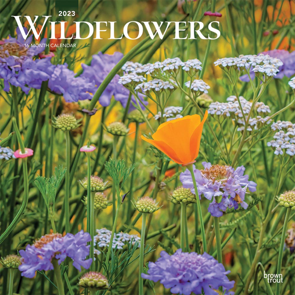 Wildflowers | 2023 12 x 24 Inch Monthly Square Wall Calendar | BrownTrout | Flower Outdoor Plant