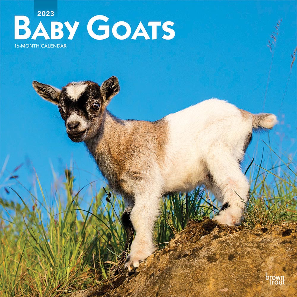 Baby Goats | 2023 12 x 24 Inch Monthly Square Wall Calendar | BrownTrout | Domestic Animals