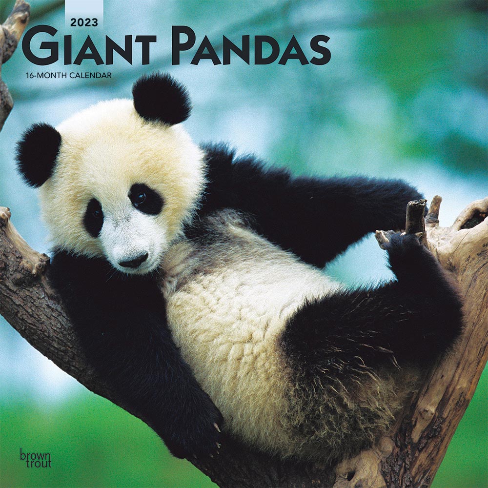 Giant Pandas | 2023 12 x 24 Inch Monthly Square Wall Calendar | BrownTrout | Wildlife Zoo Animals Bears