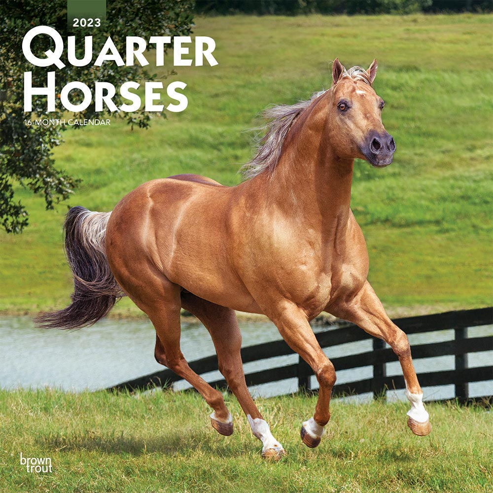 Quarter Horses | 2023 12 x 24 Inch Monthly Square Wall Calendar | BrownTrout | Animals Equestrian