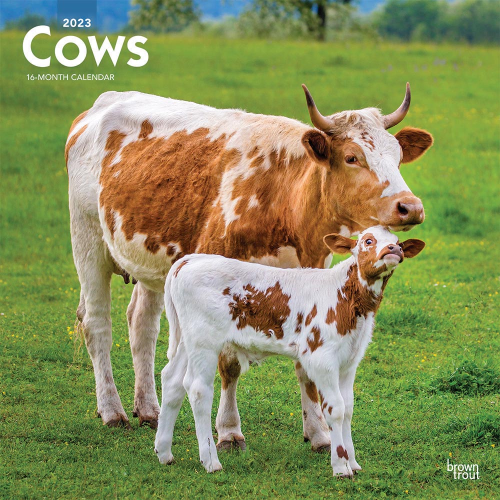 Cows | 2023 12 x 24 Inch Monthly Square Wall Calendar | BrownTrout | Domestic Farm Animals