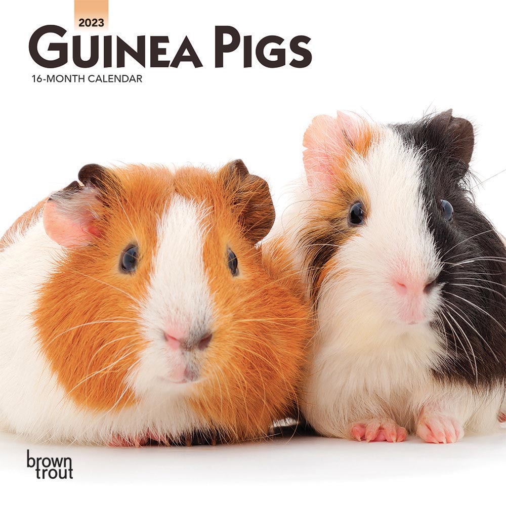 Guinea Pigs | 2023 7 x 14 Inch Monthly Mini Wall Calendar | BrownTrout | Domestic Animals Small Pets