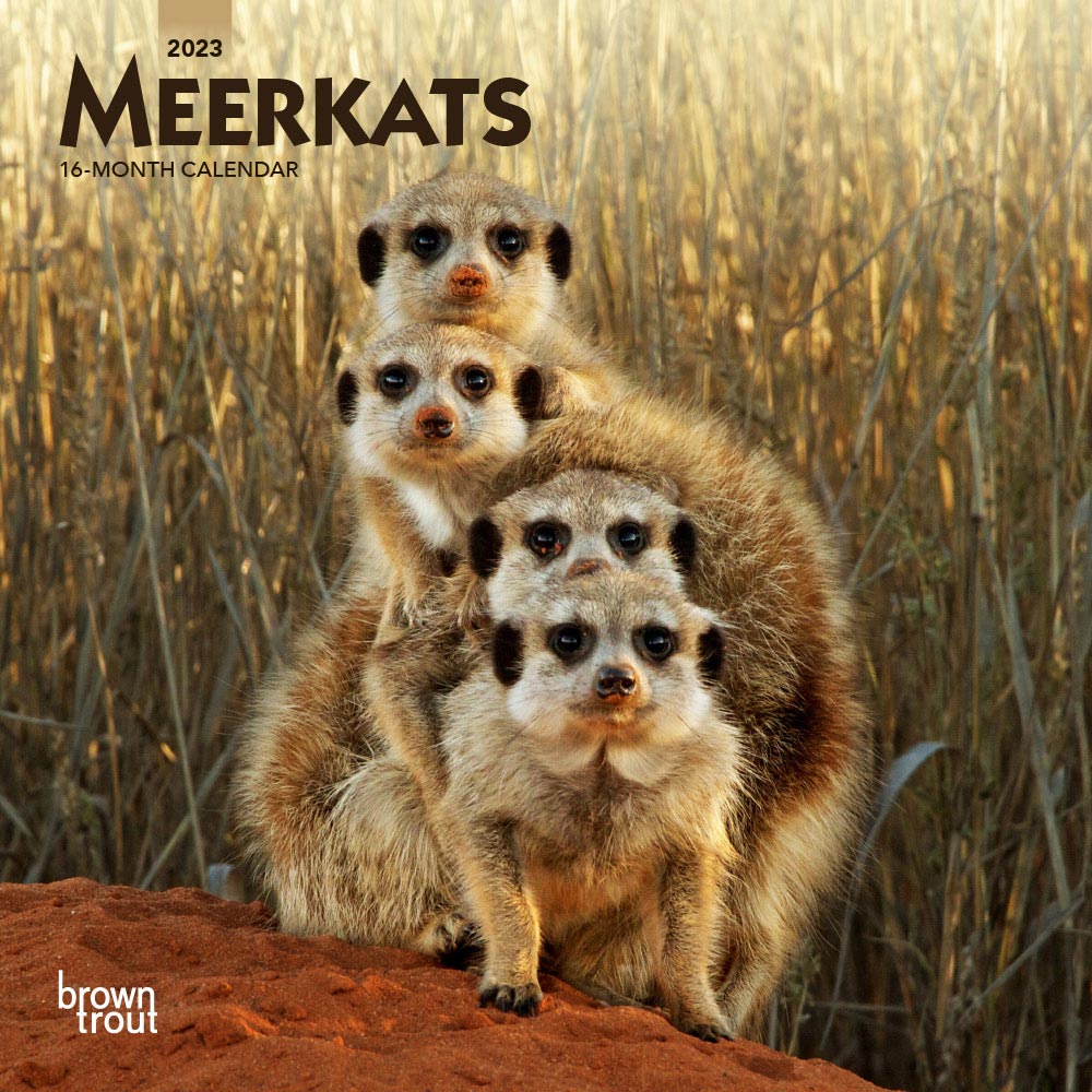 Meerkats | 2023 7 x 14 Inch Monthly Mini Wall Calendar | BrownTrout | Wildlife Animals