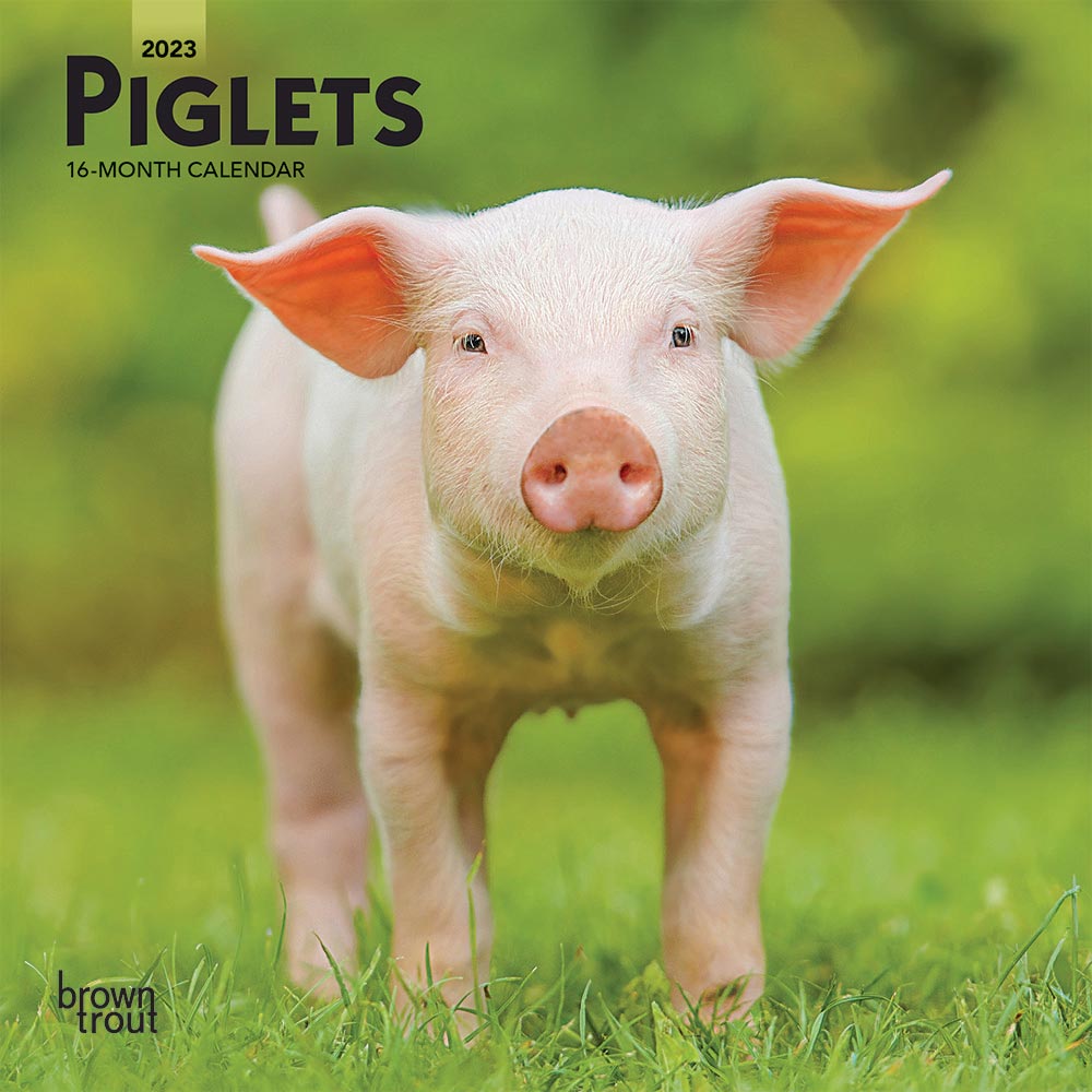 Piglets | 2023 7 x 14 Inch Monthly Mini Wall Calendar | BrownTrout | Domestic Pet Baby Farm Animals